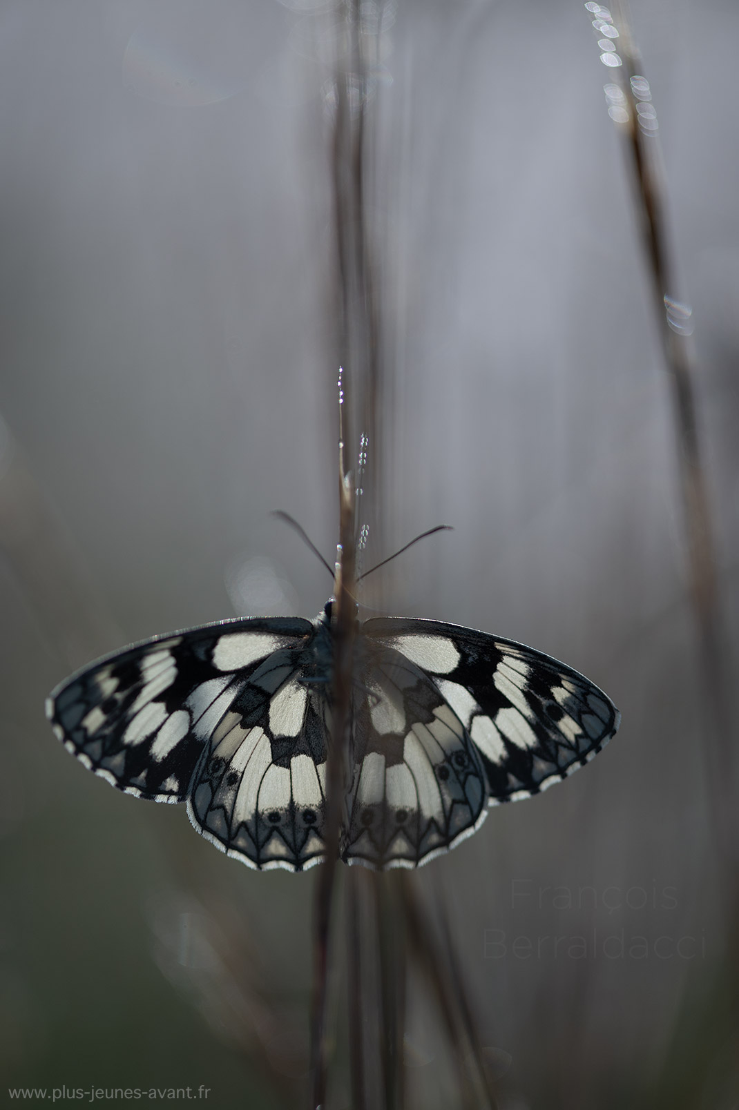 Papillon le Demi-deuil