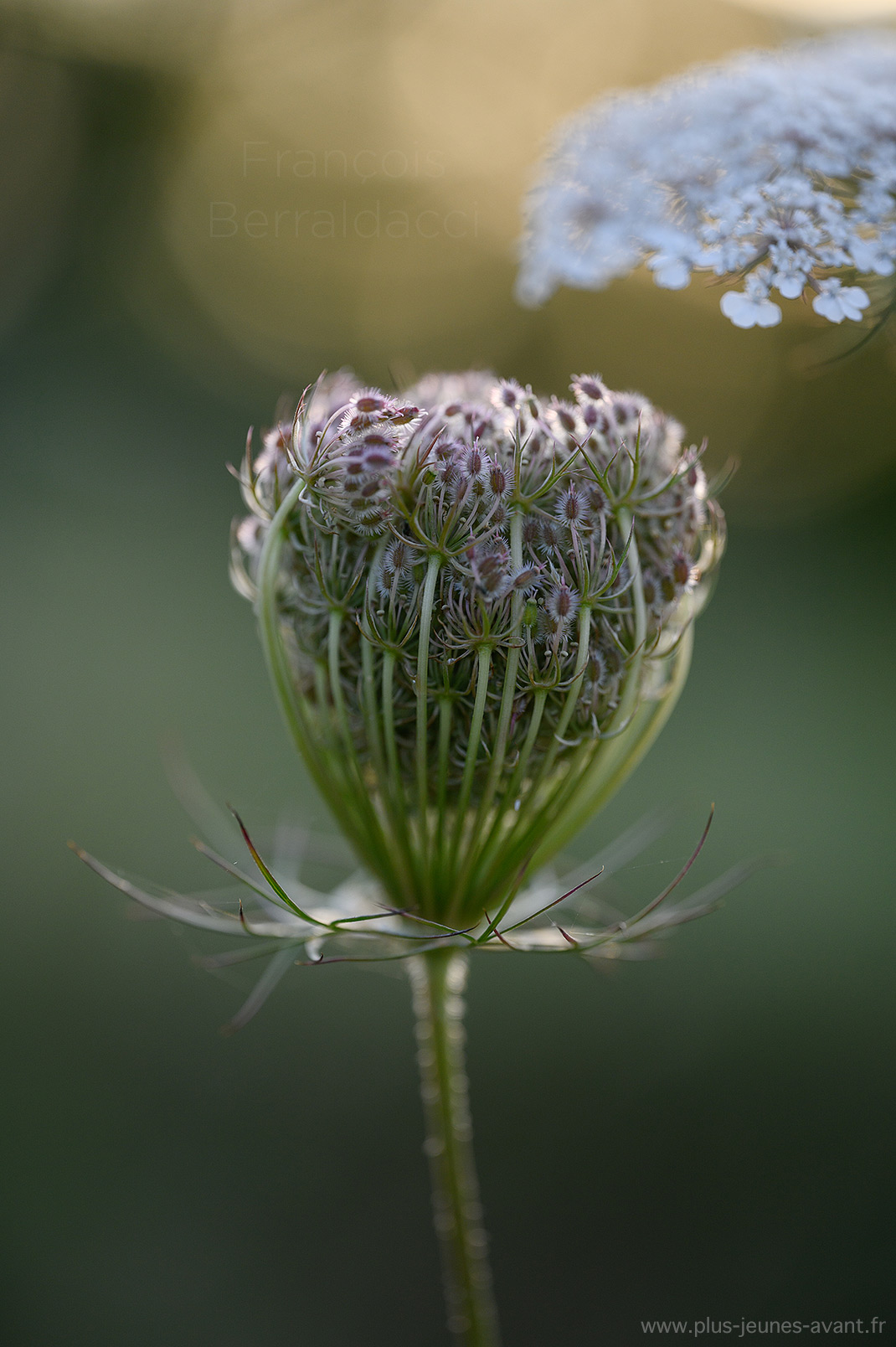 Macro de fleur de carotte