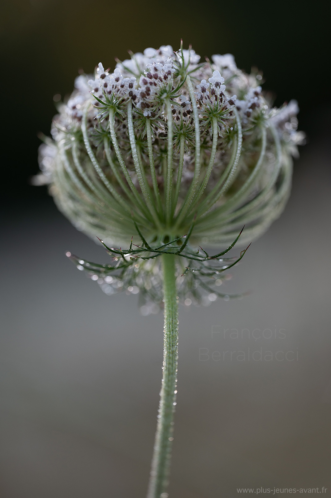 Rosée sur fleur de carotte sauvage