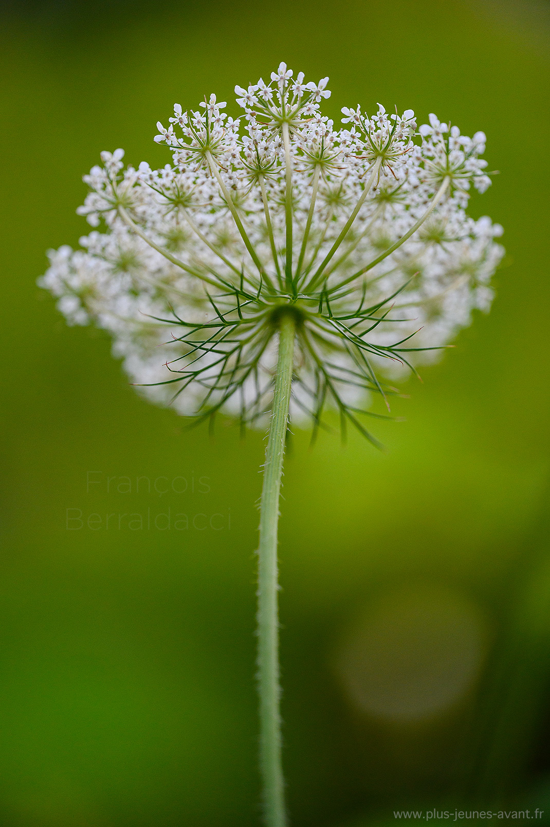 Fleur de carotte sauvage